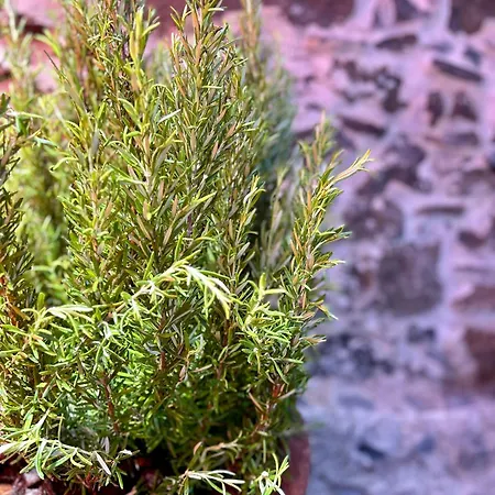 Palheiro Jardim By Ola Madeira Паул-ду-Мар