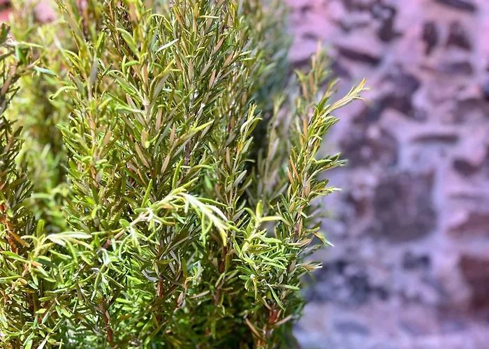 Palheiro Jardim By Ola Madeira פול דו מאר