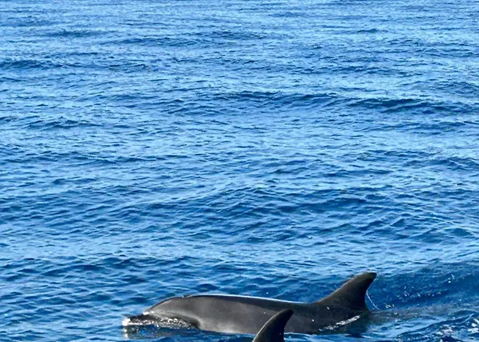 Palheiro Jardim By Ola Madeira